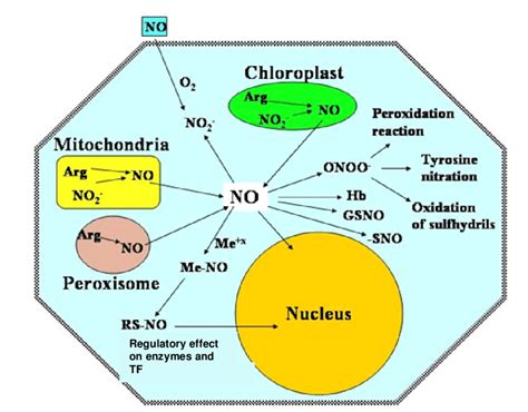 Nitric Oxide Synthesis Pathway