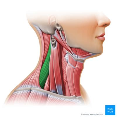 Levator Scapulae - Physiopedia