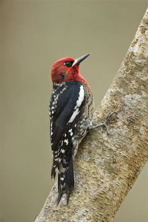 Red-breasted Sapsucker | BirdNote