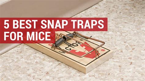 5 Best Mouse Snap Traps Reviewed & Where to Buy | City Pests