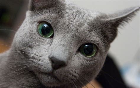 What Is A Russian Blue Cat? | The Pets Dialogue