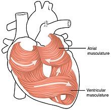 Cardiac muscle - Wikipedia