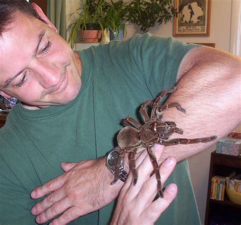 Goliath Birdeater | This is "Maleficent" our 8"+ female Goli… | Flickr