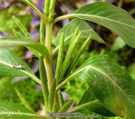 Photo of the seed pods or heads of Madagascar Periwinkle (Catharanthus ...