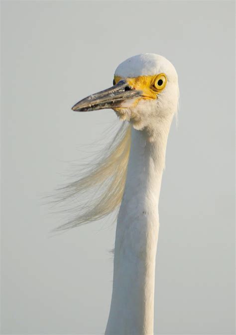 179-GreetingCard_Happier_snowy-egret-CU-feathers - Happier Place