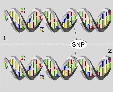 Risk Allele Variant SNP at 14q11.2 Linked to ALL | Cancer