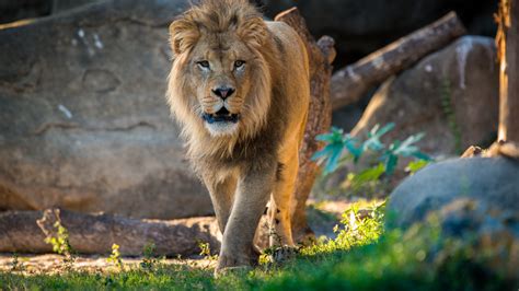 African Lion - The Houston Zoo