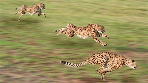 Running Cheetah Best HD 4K Wallpaper 41993 - Baltana