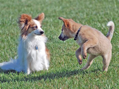 How Do Dogs Play With Puppies