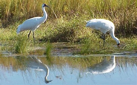 Whooping Crane Conservation Association…working to conserve Whooping ...