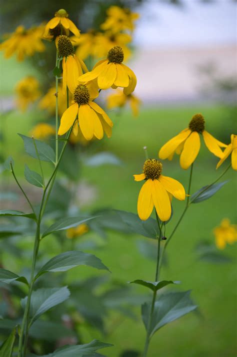 Cutleaf Coneflower: Rudbeckia laciniata