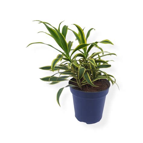 Buy Song of India Plant Online | TheBaghStore - Online Indoor Plants ...