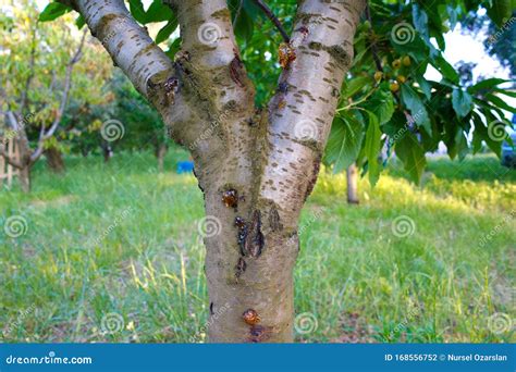 Tree Disease, Cancer, Canker, On The Trunk Of An Old Maple, Forest ...