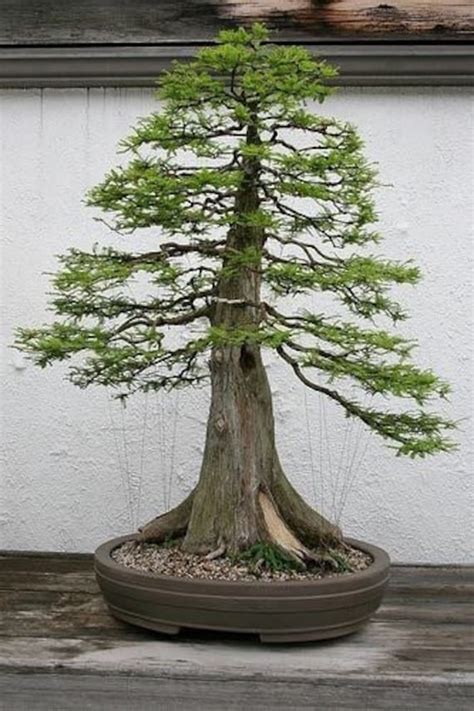 Sequoia Bonsai