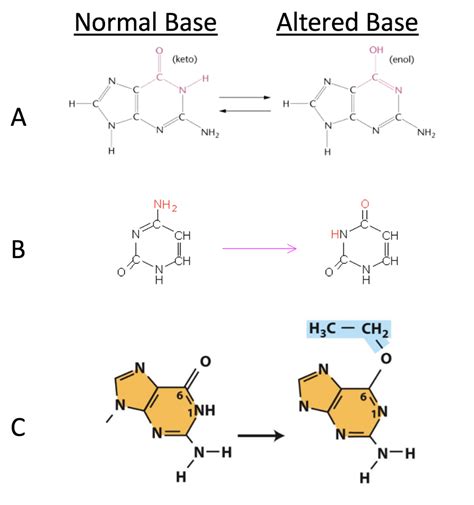 Solved DNA mutations can arise from changes to bases that | Chegg.com