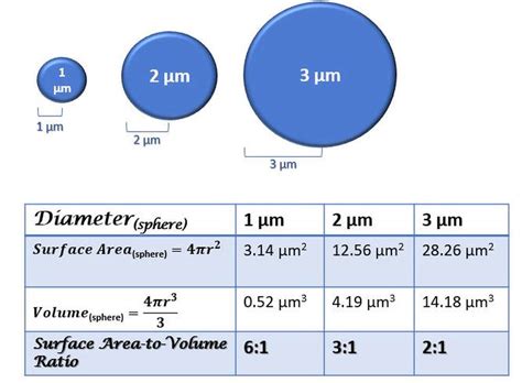 Surface Area To Volume Ratio Worksheet