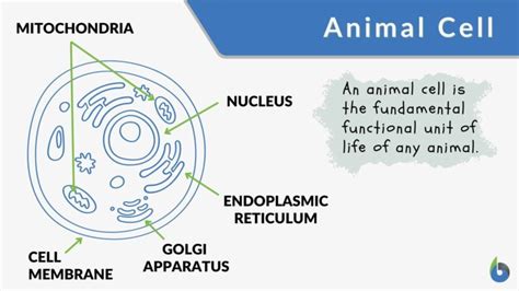 Top 177+ What is the definition of animal cell - Merkantilaklubben.org