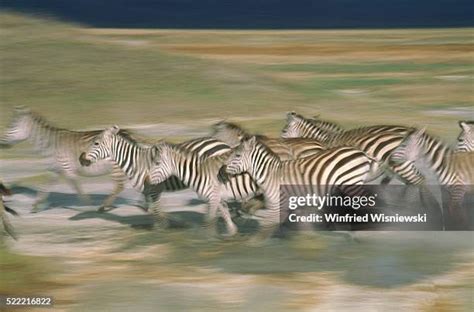 271 Zebra Herd Running Stock Photos, High-Res Pictures, and Images ...