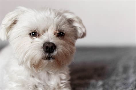 How To Potty Train A Maltese - The Quick & Easy Way