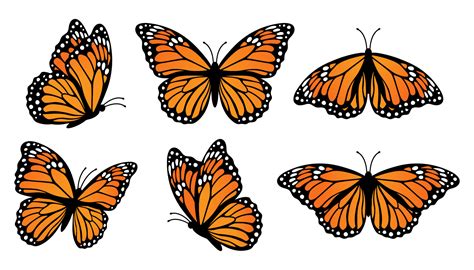 Monarch butterflies set. Vector illustration isolated on white ...