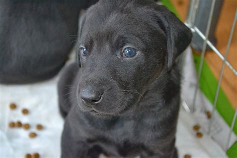 Puppies, Doberman Labrador mix babies, looking for their forever homes ...