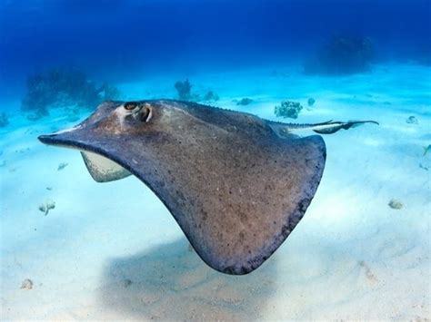 Gulf Coast Beach Goers Reminded To Practice Stingray Shuffle ...