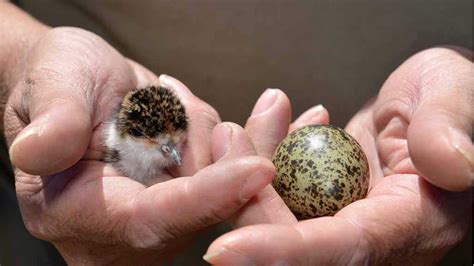 Pair of plovers stop building works at Twin Waters | The Courier Mail