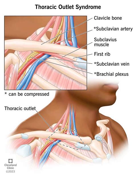 Thoracic Region Anatomy