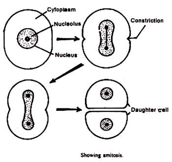 Difference between Mitosis and Amitosis | Mitosis vs Amitosis