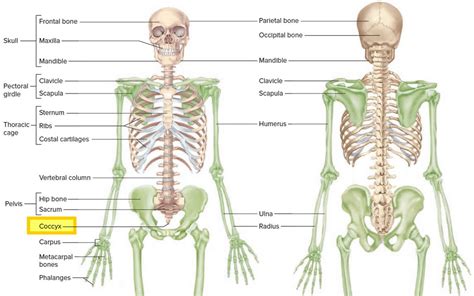 Coccyx bone anatomy, tailbone pain, fractured tailbone & treatment