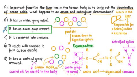 Question Video: Describing the Process of Deamination | Nagwa