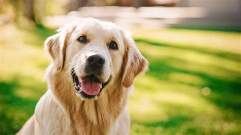 Golden Retriever: all about the dog breed | Flamingo blog 🦩