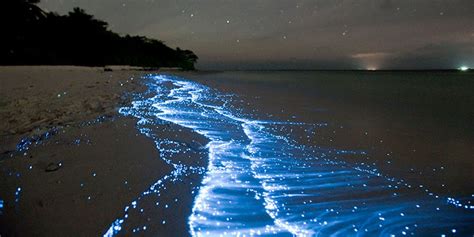 Maldives beach plankton