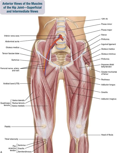 Hip Muscles Diagram / The Thigh Muscles Dummies - berphd-philosophy