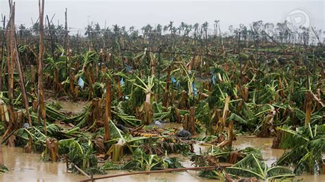 'Pablo' damage soars to P34-B; banana losses at P22-B