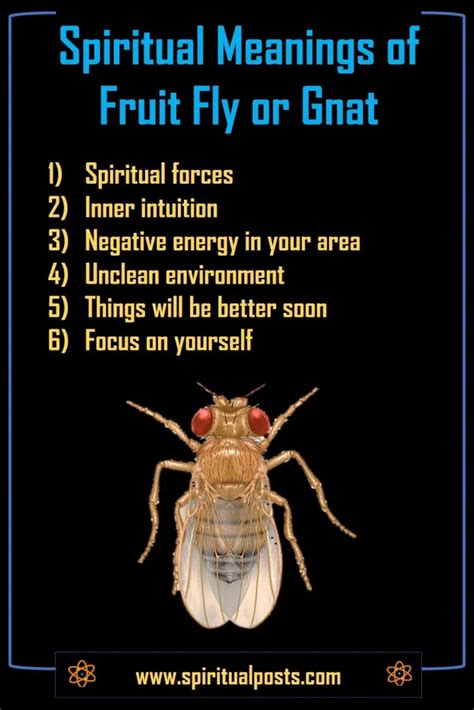 6 Spiritual Meanings of Fruit Flies or Gnats & Symbolism | Spiritual Posts