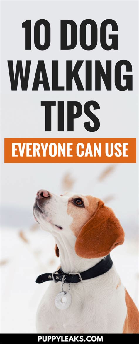 10 Dog Walking Tips Everyone Should Know - Puppy Leaks