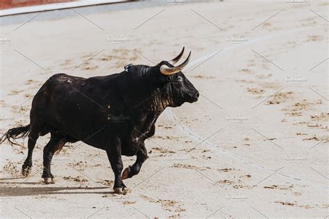 Fighting bull running in the arena. | High-Quality Animal Stock Photos ...