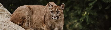 10 Amazing Puma Facts About These Mountain Lions