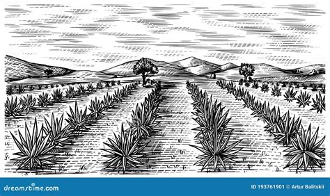 Agave Field. Vintage Retro Landscape. Harvesting For Tequila Making ...