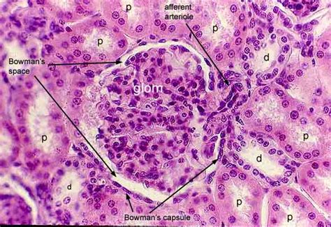 Histology at SIU, renal corpuscle