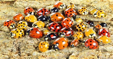 Why Do Ladybugs Have Spots? - Learn About Nature