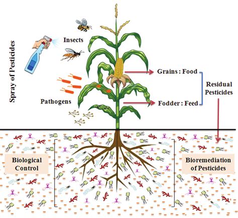 Role of microbes to minimise pesticide application and degradation of ...