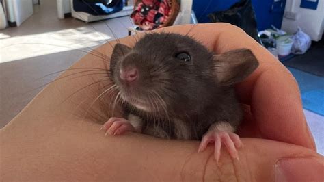 33 baby rats in need of forever homes after breeding gets out of ...