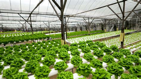 Hydroponics: How It Works, Benefits & How to Get Started