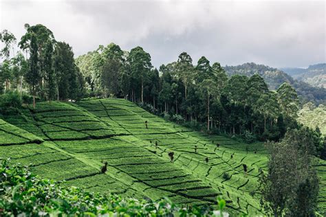 Exploring coffee culture of West Java, Indonesia — elena shamis