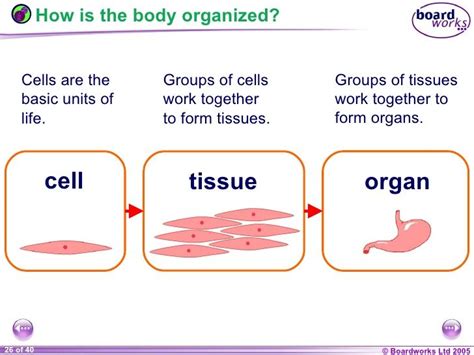 tissue organs systems for kids - Google Search | Cells and tissues ...