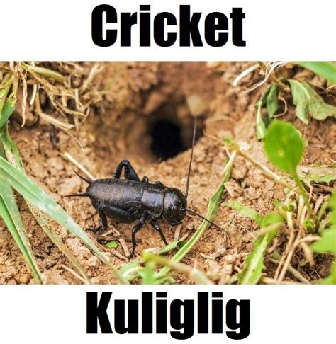 Cricket - Insects in Tagalog in 2020 | Tagalog, Cricket insect, Insects ...