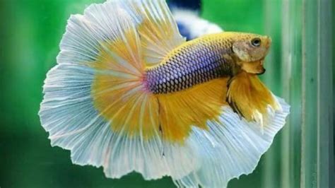 Betta Fish Full Moon: Ultimate Care To Expand The Lifespan