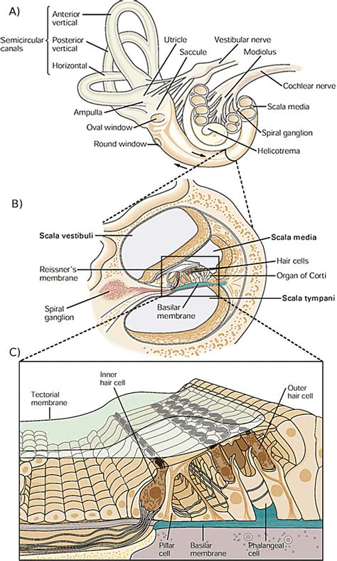 Cross Section Of The Cochlea Ear Anatomy Human Ear Anatomy | Images and ...